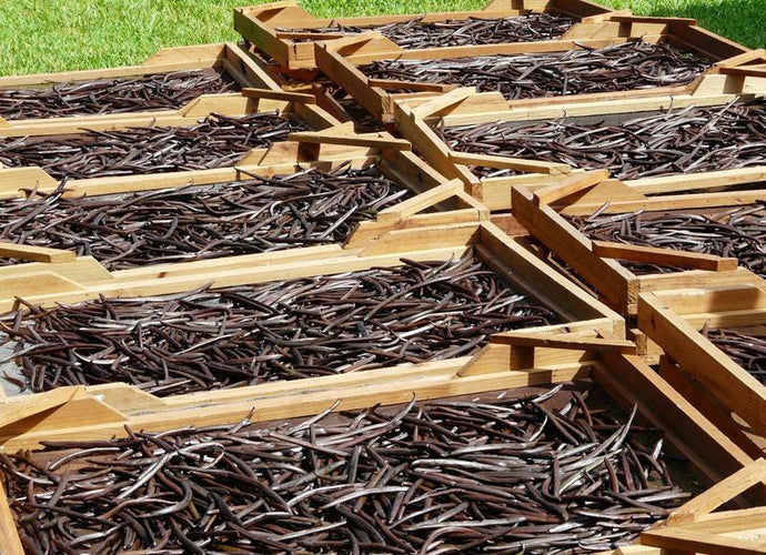 The History of Vanilla