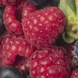 Load and play video in Gallery viewer, Strawberry Extract