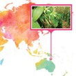 Load image into Gallery viewer, Australia, Cairns - Gourmet Vanilla Beans - Grade A - Native Vanilla
