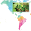 Load image into Gallery viewer, Brazil, Atlantic Rainforest - Organic Gourmet Vanilla Beans - Grade A - Native Vanilla