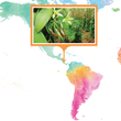 Load image into Gallery viewer, Costa Rica, Pacific Coast (Planifolia) - Native Vanilla