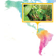 Load image into Gallery viewer, Ecuador, Guayaquil - Gourmet Vanilla Beans - Grade A - Native Vanilla