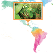 Load image into Gallery viewer, Guatemala, Alta Verapaz - Gourmet Vanilla Beans - Grade A - Native Vanilla