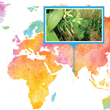 Load image into Gallery viewer, India, Bhatkal - Gourmet Vanilla Beans - Grade A - Native Vanilla