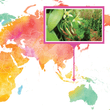 Load image into Gallery viewer, Indonesia, Flores Island - Gourmet Vanilla Beans - Grade A - Native Vanilla