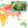 Load image into Gallery viewer, Indonesia, Java - Gourmet Vanilla Beans - Grade A - Native Vanilla