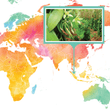 Load image into Gallery viewer, Indonesia, Sumatera - Gourmet Vanilla Beans - Grade A - Native Vanilla