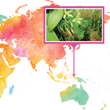 Load image into Gallery viewer, Indonesia, West Papua - Gourmet Vanilla Beans - Grade A - Native Vanilla