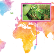 Load image into Gallery viewer, Madagascar, Sava - Pompona Gourmet Vanilla Beans - Grade A - Native Vanilla