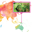 Load image into Gallery viewer, Papua New Guinea, Karawari - Gourmet Vanilla Beans - Grade A - Native Vanilla