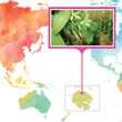 Load image into Gallery viewer, Tahiti, Taha'a - Gourmet Vanilla Beans - Grade A - Native Vanilla