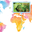 Load image into Gallery viewer, Tanzanian, Kilimanjaro - Gourmet Vanilla Beans - Grade A - Native Vanilla