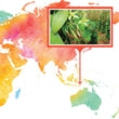 Load image into Gallery viewer, Timor-Leste, Dili - Gourmet Vanilla Beans - Grade A - Native Vanilla