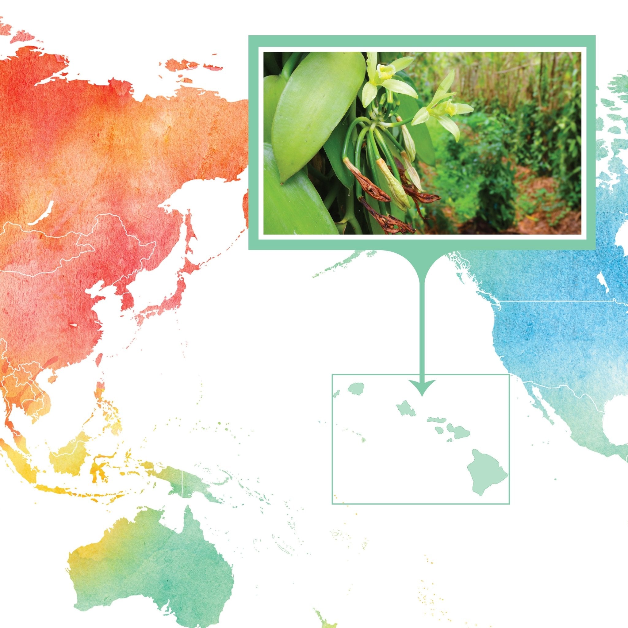 Hawaii, O'ahu Gourmet Vanilla Beans Grade A Native Vanilla