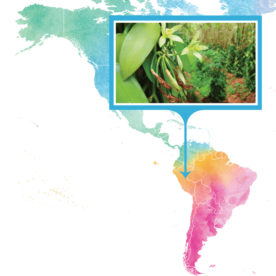 Peru, Amazon Rainforest - Gourmet Vanilla Beans - Grade A - Native Vanilla